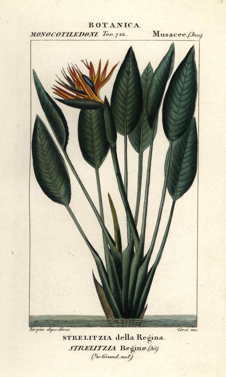 Paratiisin lintu, Strelitzia reginae tekijältä Stanghi Stanghi