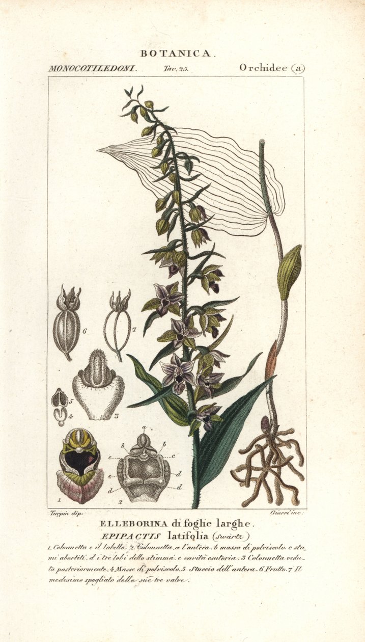 Leveälehtinen helleborine orkidea, Epipactis helleborine tekijältä Stanghi Stanghi