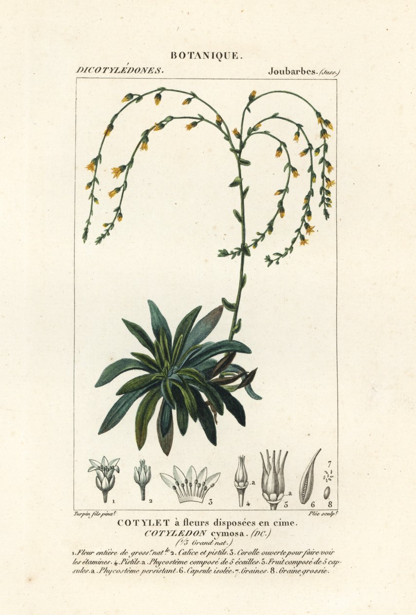 Kanjoni elää ikuisesti,, Dudleya cymosa tekijältä Stanghi Stanghi