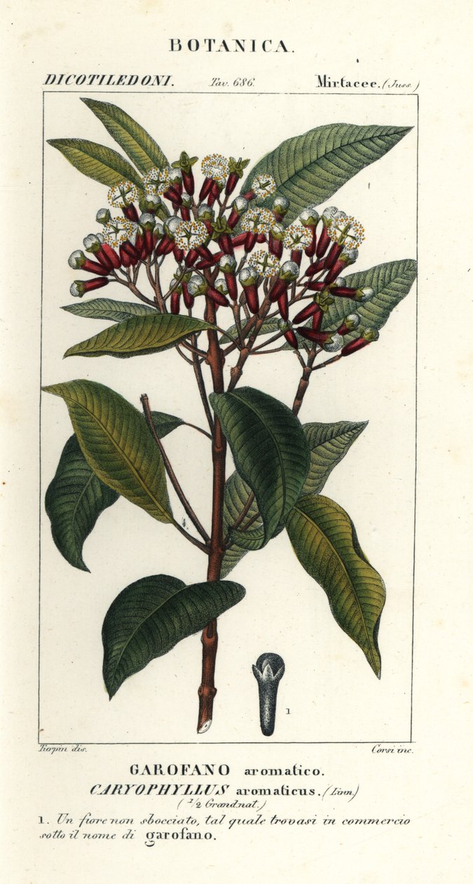 Neilikka, Syzygium aromaticum tekijältä Stanghi Stanghi