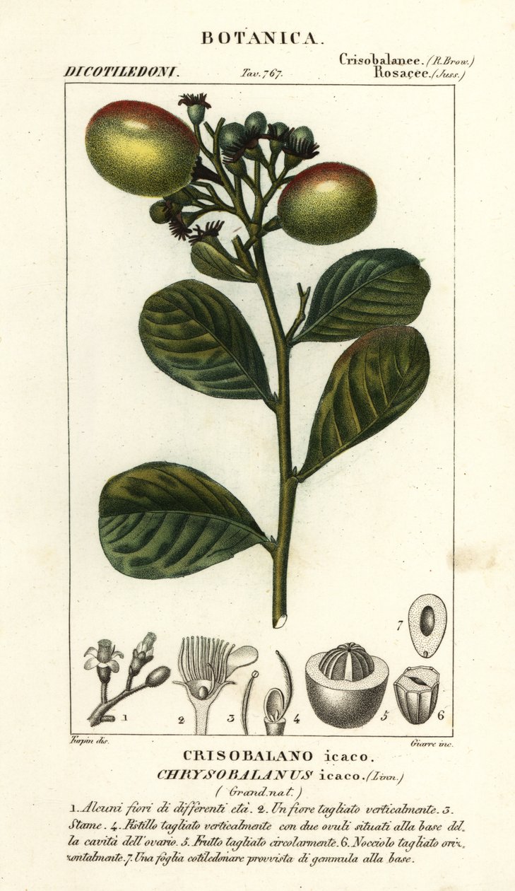 Cocoplum, Chrysobalanus icaco tekijältä Stanghi Stanghi