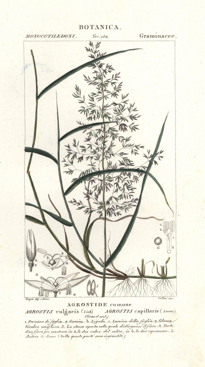 Tavallinen taipunut, Agrostis capillaris tekijältä Stanghi Stanghi