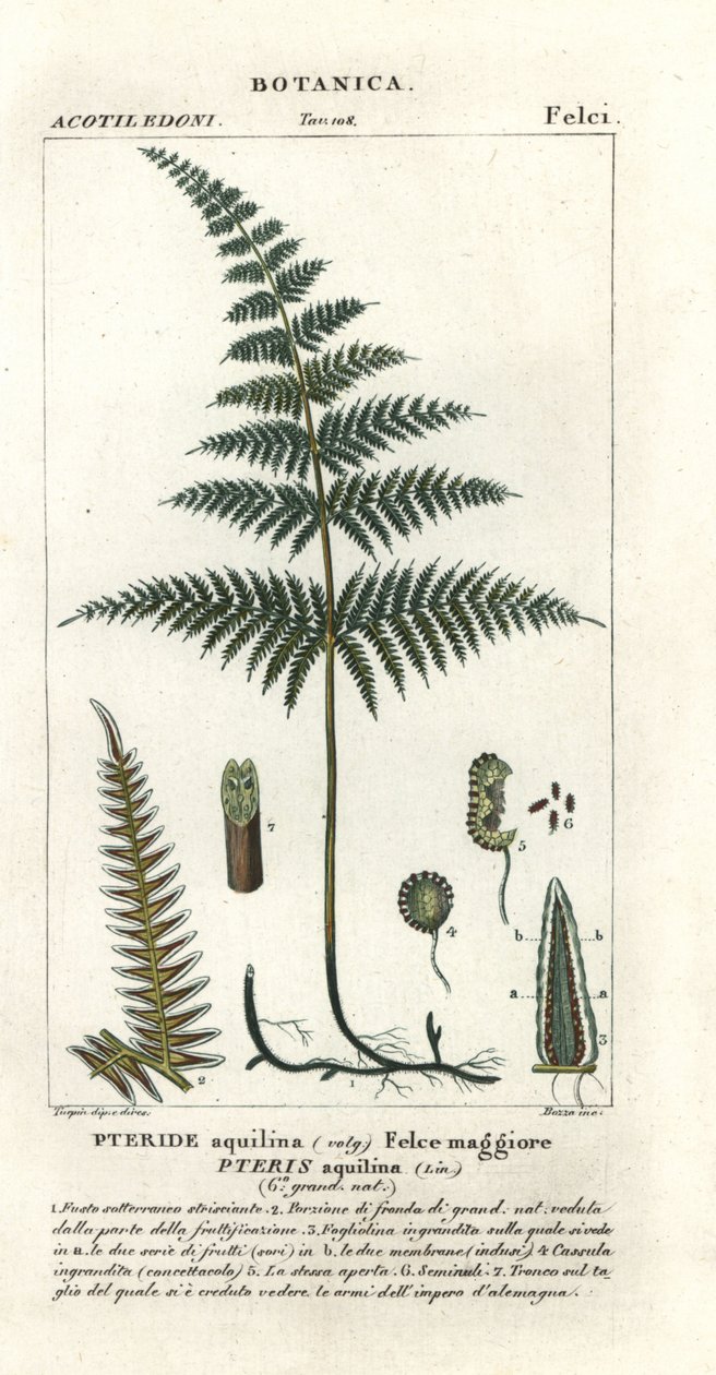 Tavallinen särmä tai jarru, Pteridium aquilinum tekijältä Stanghi Stanghi