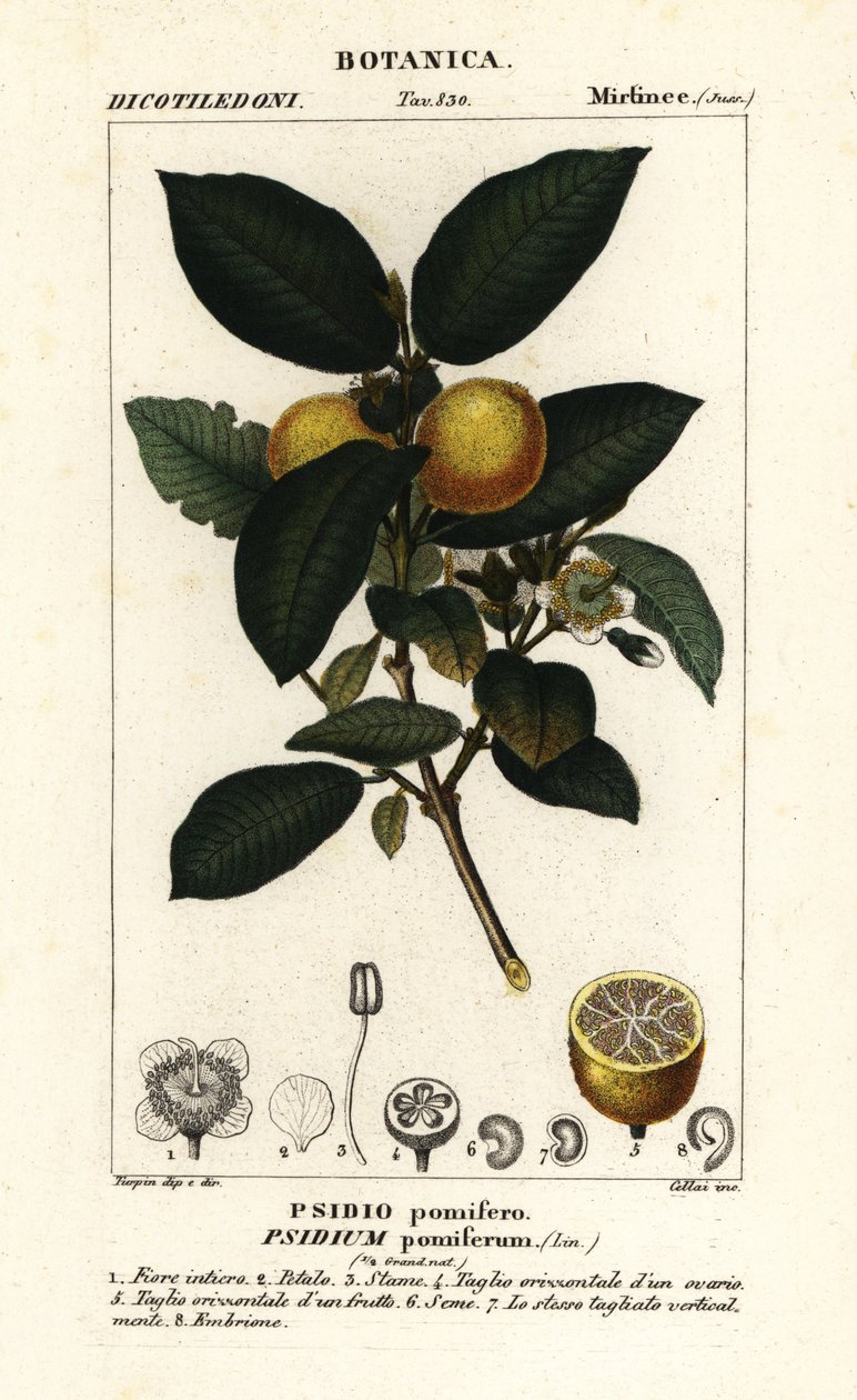 Tavallinen guava, Psidium guajava tekijältä Stanghi Stanghi