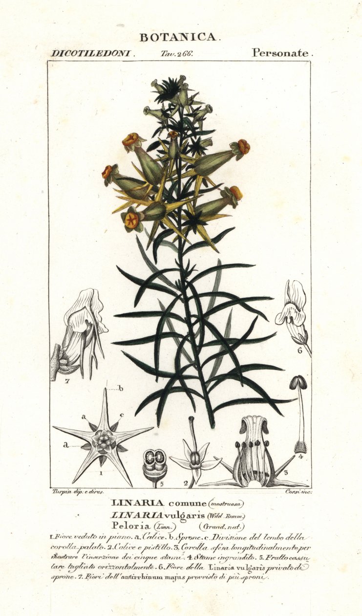 Tavallinen rupikonna tai keltainen rupikonna, Linaria vulgaris tekijältä Stanghi Stanghi