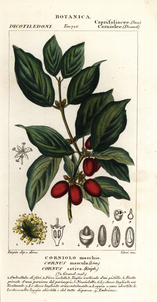 Korneolikirsikka, Cornus mas tekijältä Stanghi Stanghi