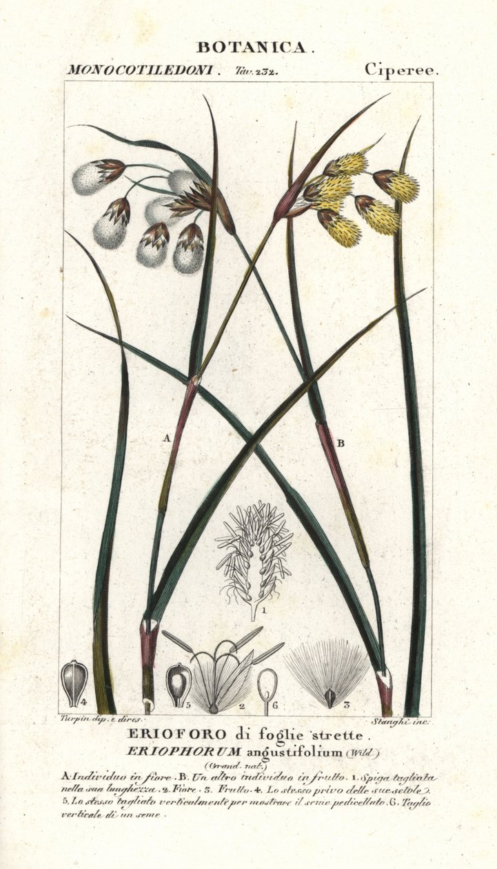 Puuvillaruoho tai puuvillasaha, Eriophorum angustifolium tekijältä Stanghi Stanghi