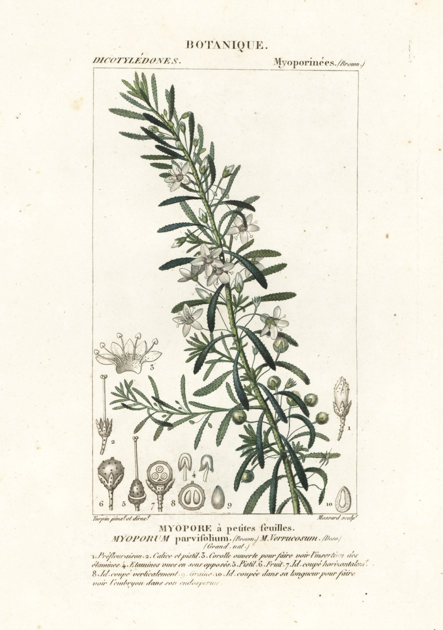 Hiipivä boobialla, Myoporum parvifolium tekijältä Stanghi Stanghi
