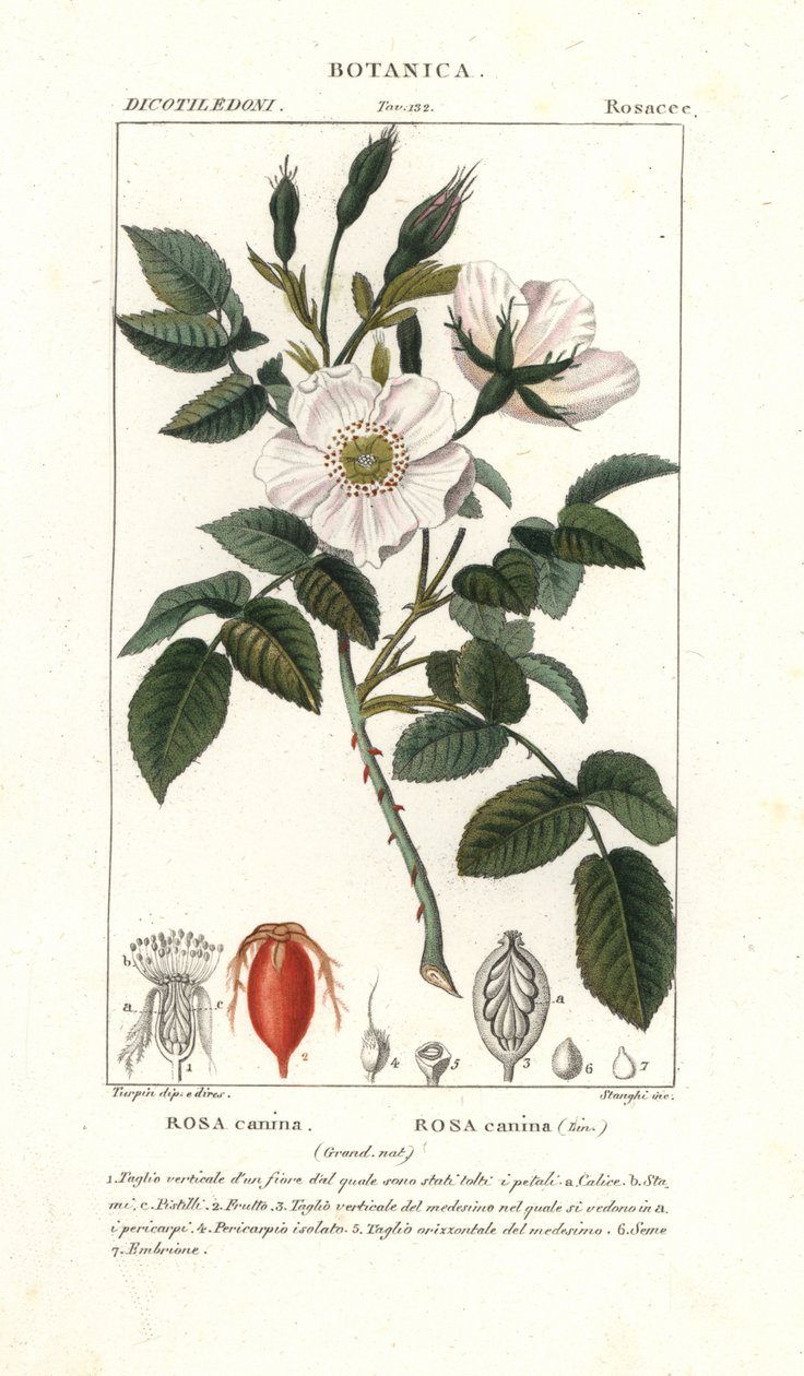 Koiranruusu, Rosa canina tekijältä Stanghi Stanghi