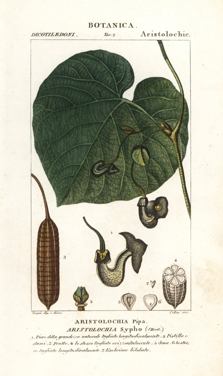 Hollantilaisen piippu tai piippu, Aristolochia macrophylla tekijältä Stanghi Stanghi