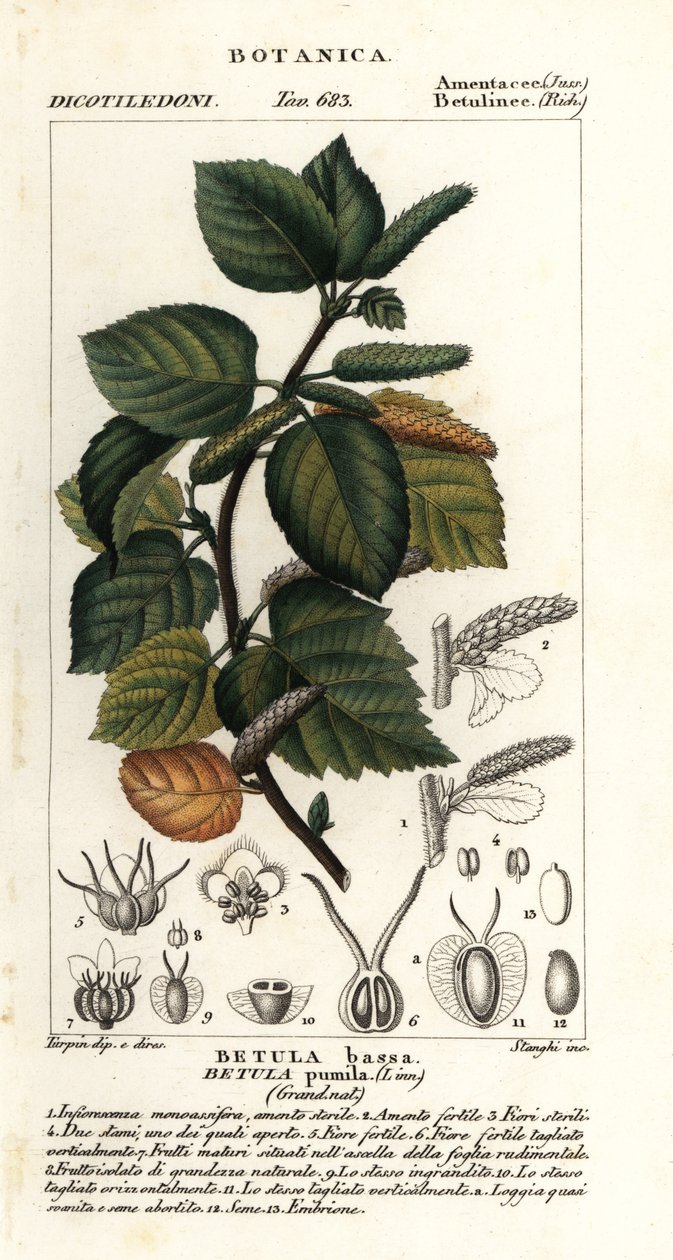 Kääpiökoivu, Betula pumila tekijältä Stanghi Stanghi