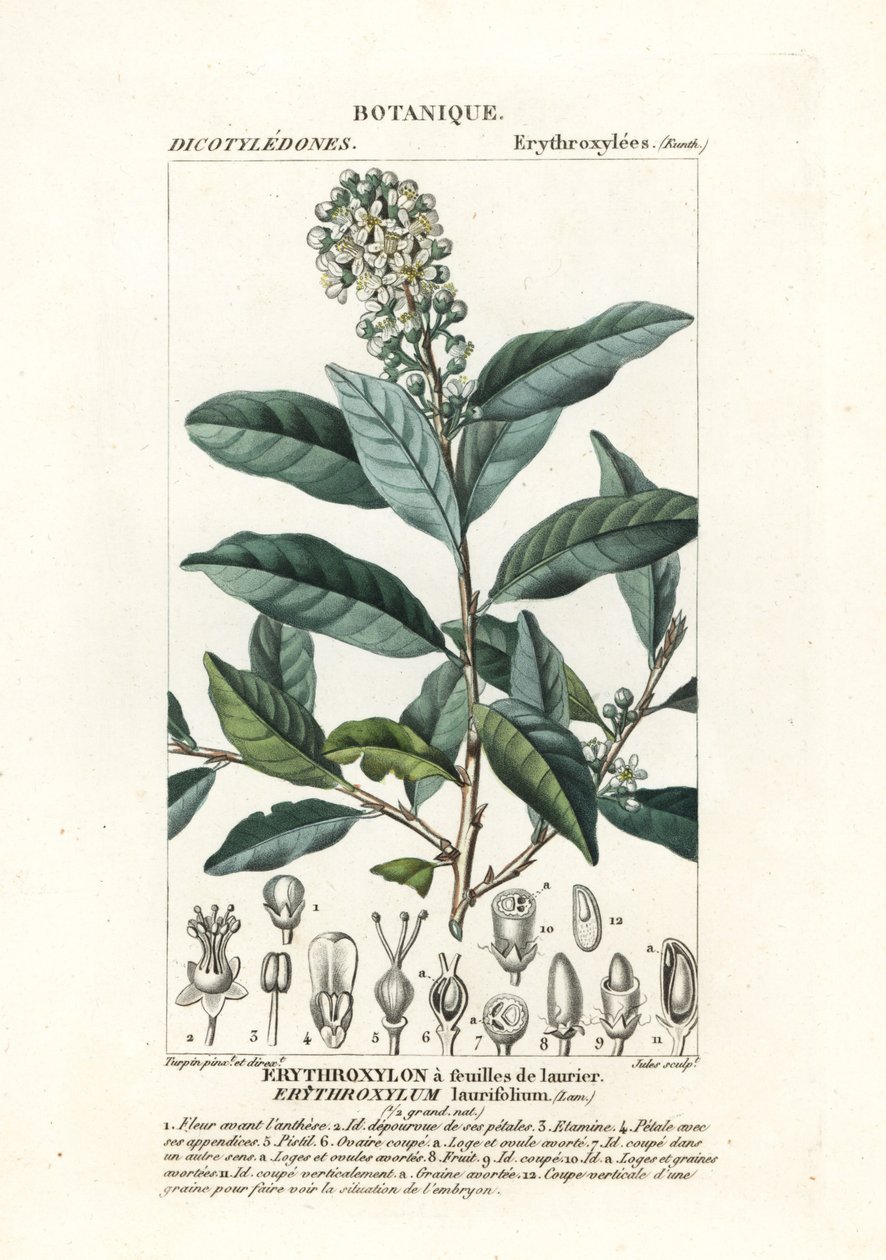 Erythroxylum laurifolium tekijältä Stanghi Stanghi