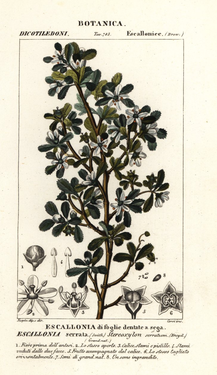 Escallonia serrata tekijältä Stanghi Stanghi