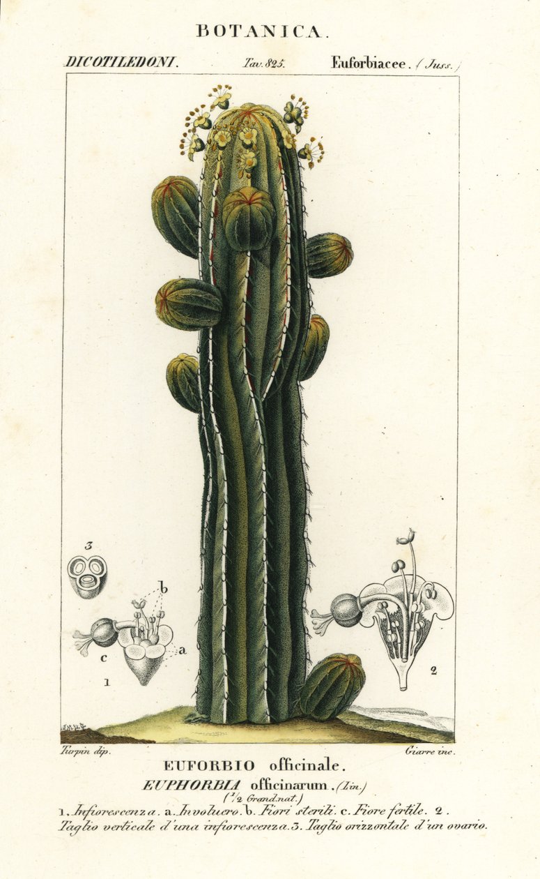 Euphorbia officinarum tekijältä Stanghi Stanghi