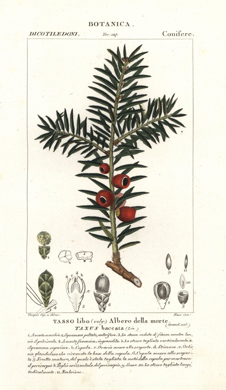 Euroopan marjakuusi, Taxus baccata tekijältä Stanghi Stanghi