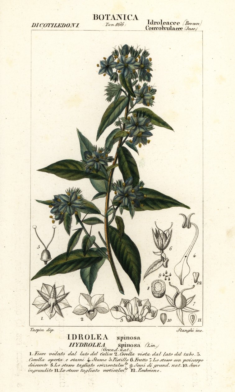 Valeviululehti, Hydrolea spinosa tekijältä Stanghi Stanghi