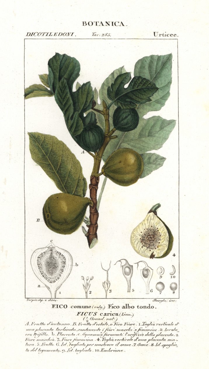 Viikunapuu ja hedelmät, Ficus carica tekijältä Stanghi Stanghi