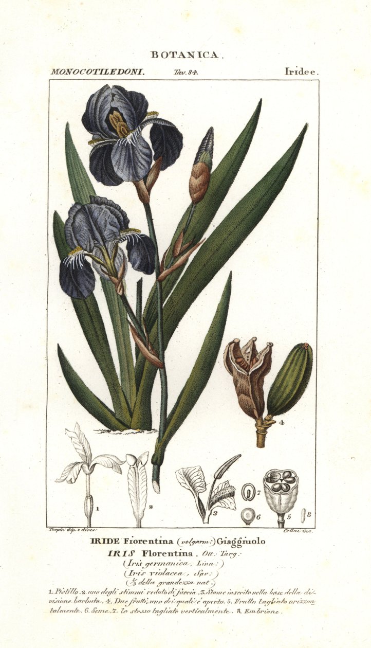 Firenzen iiris, Iris germanica var florentina tekijältä Stanghi Stanghi