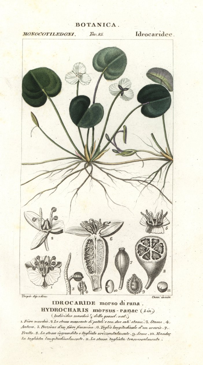 Frogbit, Hydrocharis purema-sammakko tekijältä Stanghi Stanghi