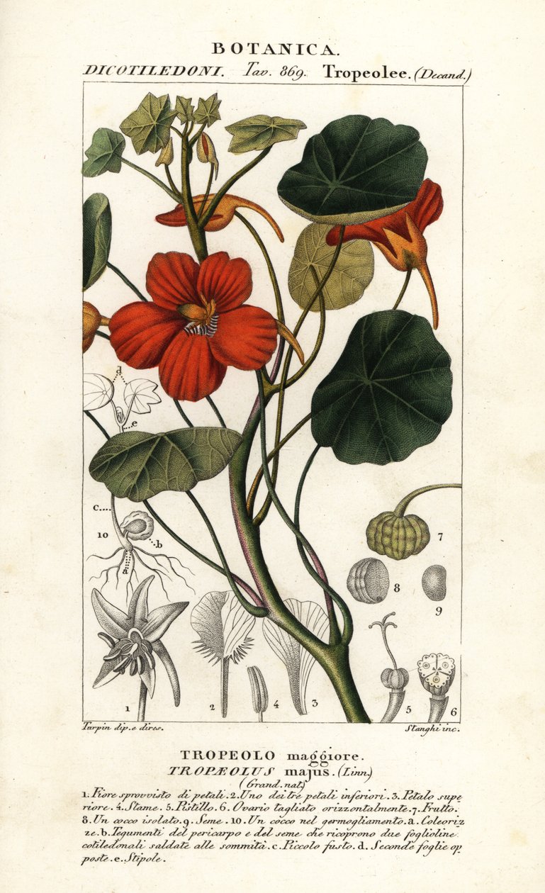 Puutarhanasturtium, Tropaeolum major tekijältä Stanghi Stanghi