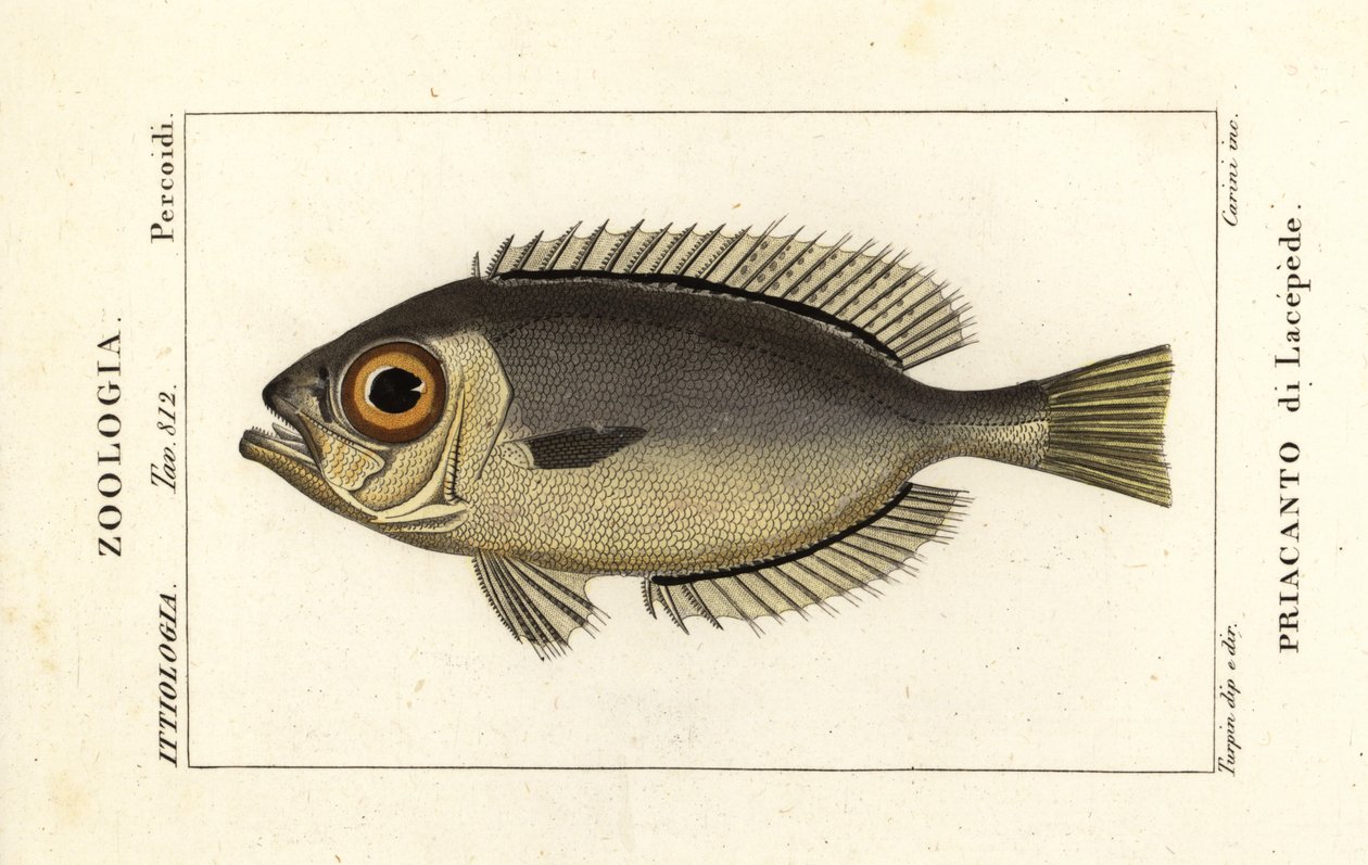 Silmäsilmät, Heteropriacanthus cruentatus tekijältä Stanghi Stanghi