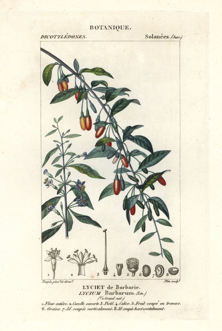 Goji-marja, Lycium barrum tekijältä Stanghi Stanghi