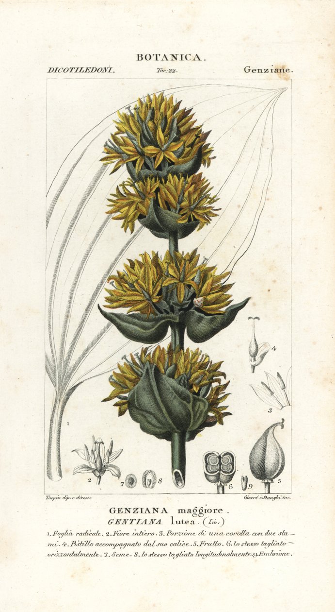Suuri keltainen gentian, Gentiana lutea tekijältä Stanghi Stanghi
