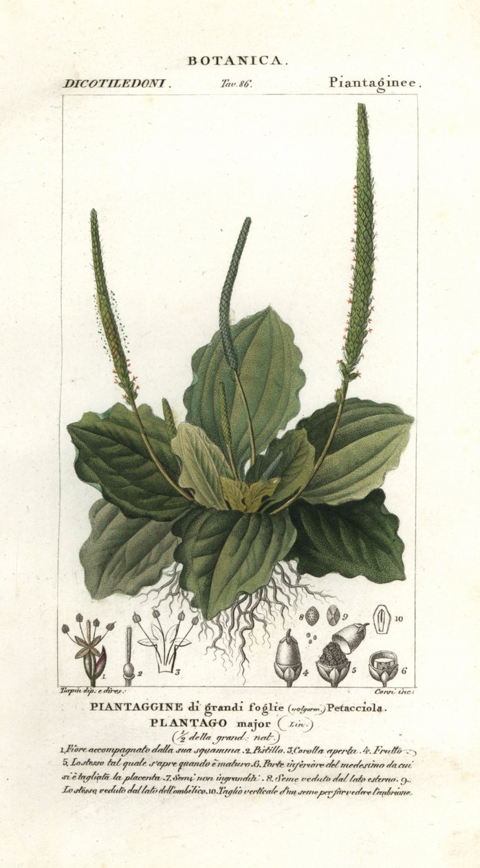 Suuri jauhobanaani, Plantago major tekijältä Stanghi Stanghi
