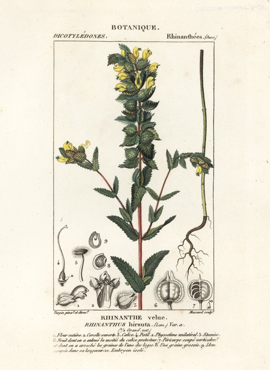 Suuri keltainen helistin, Rhinanthus alectorolophus tekijältä Stanghi Stanghi
