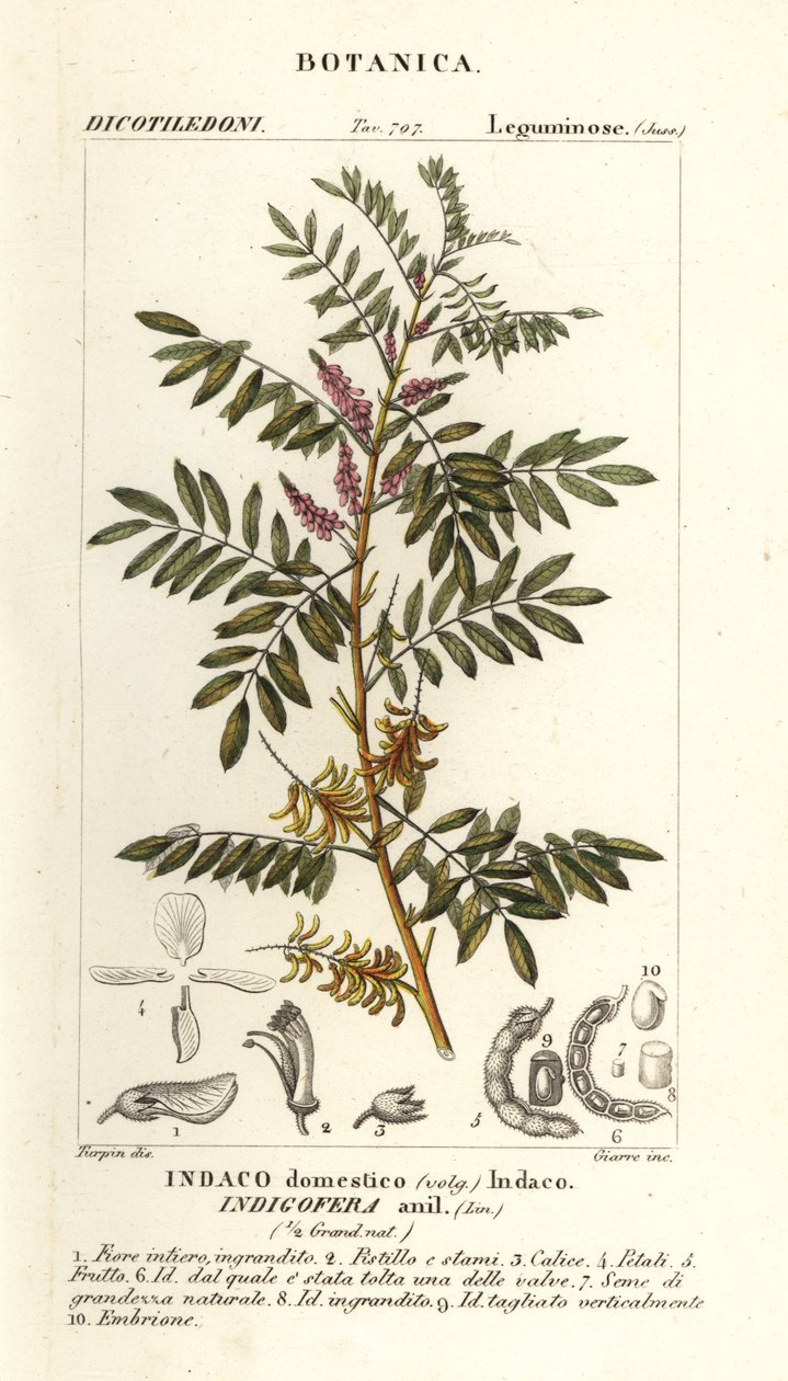 Guatemalan indigo, Indigofera suffruticosa tekijältä Stanghi Stanghi
