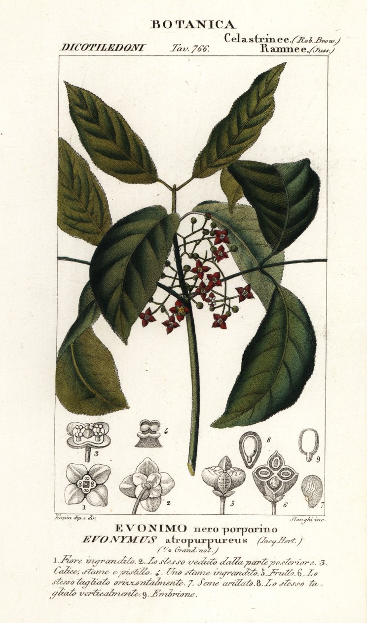 Hamiltonin karjapuu, Euonymus hamiltonianus tekijältä Stanghi Stanghi