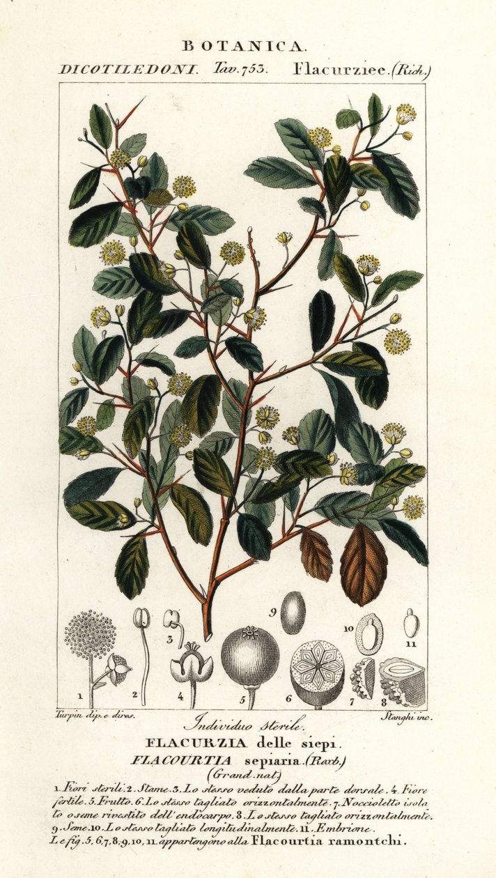 Intialainen luumu, Flacourtia indica tekijältä Stanghi Stanghi