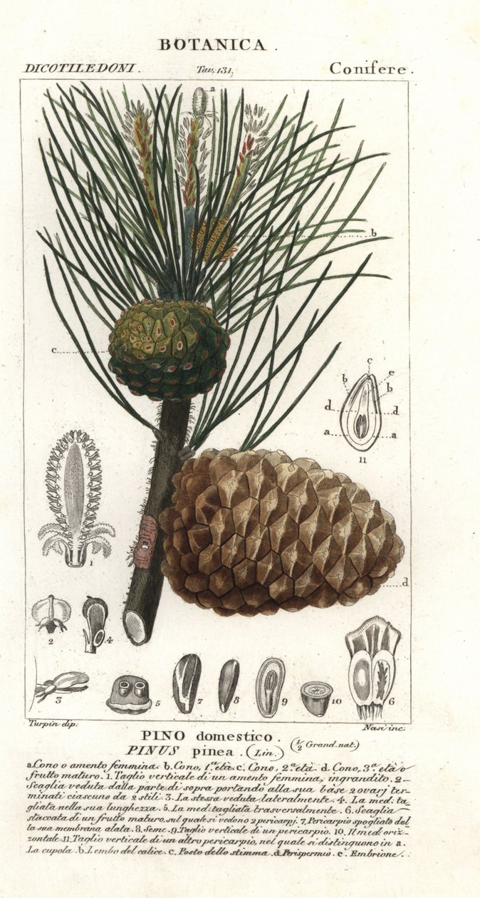 Italialainen kivimänty, Pinus pinea, kivimänty tekijältä Stanghi Stanghi