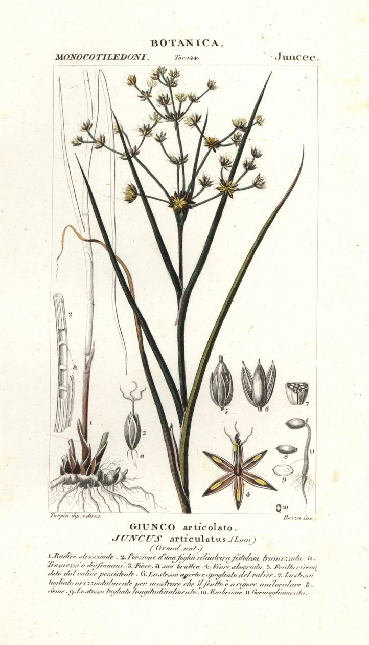 Yhteinen kiire, Juncus articulatus tekijältä Stanghi Stanghi