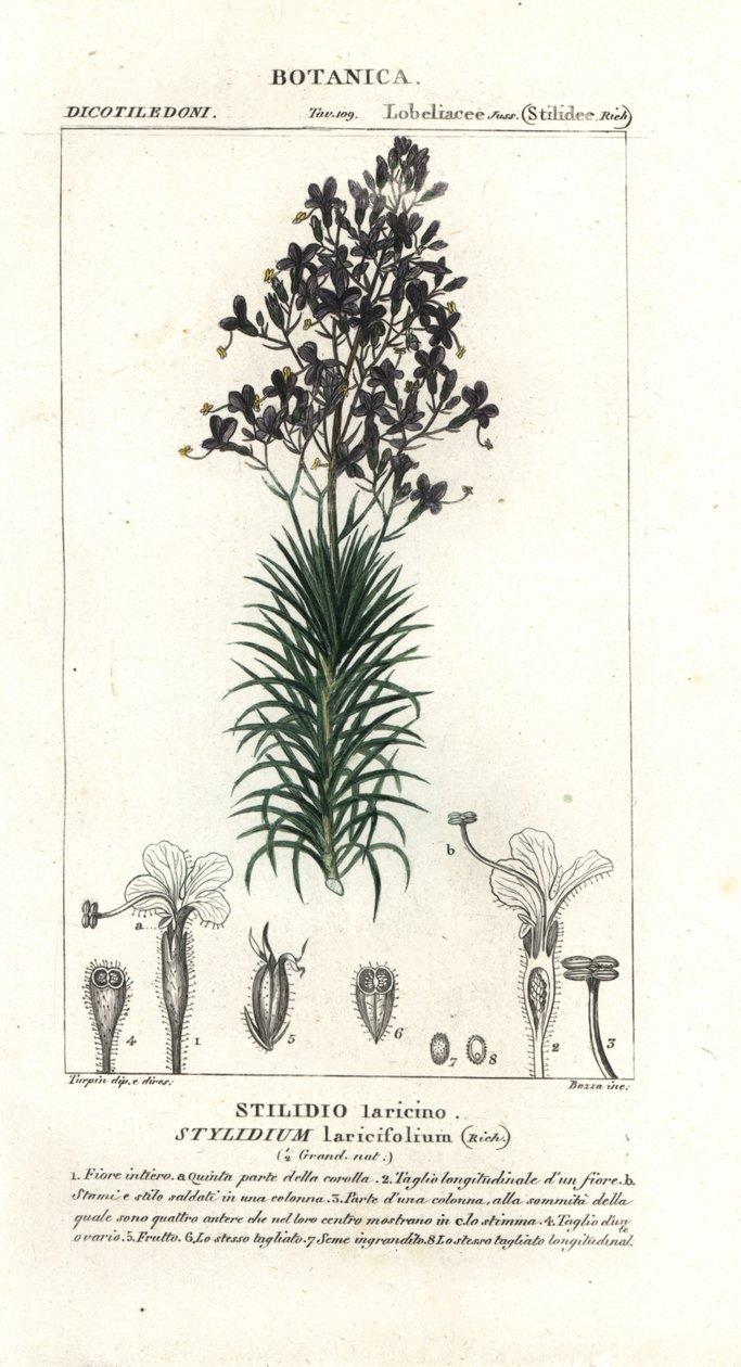 Lehtikuusi tai puun liipaisikasvi, Stylidium laricifolium tekijältä Stanghi Stanghi