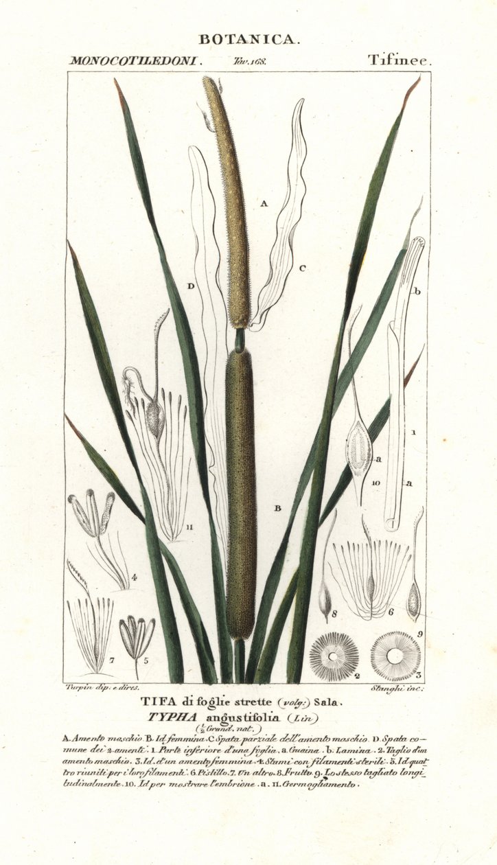 Pieni härkä, Typha angustifolia tekijältä Stanghi Stanghi