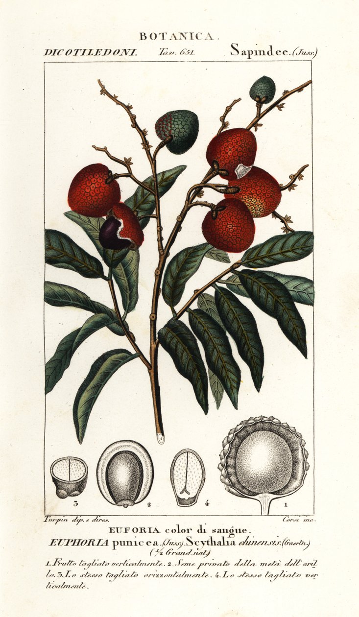 Litsi hedelmä, Litchi chinensis tekijältä Stanghi Stanghi