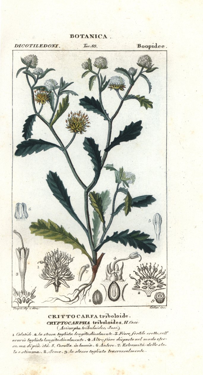 Madam gorgon, Acicarpha tribuloides tekijältä Stanghi Stanghi