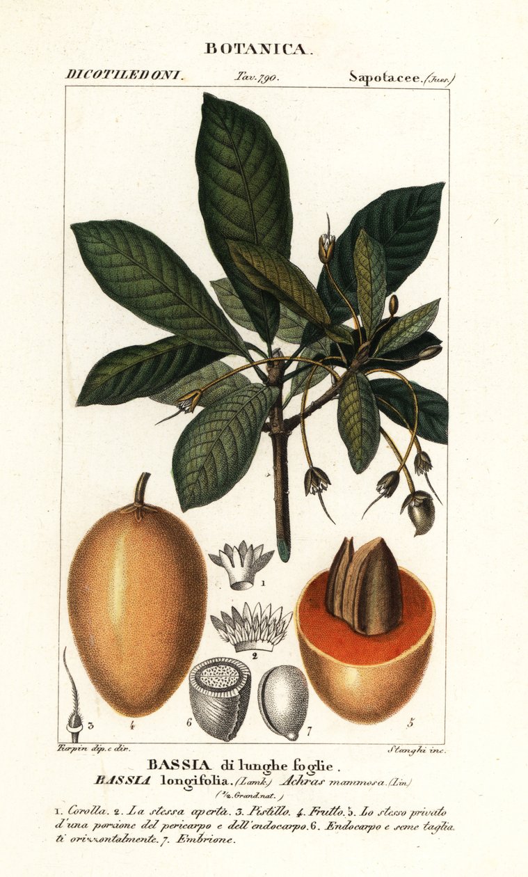 Mahuwa puu, Madhuca longifolia tekijältä Stanghi Stanghi