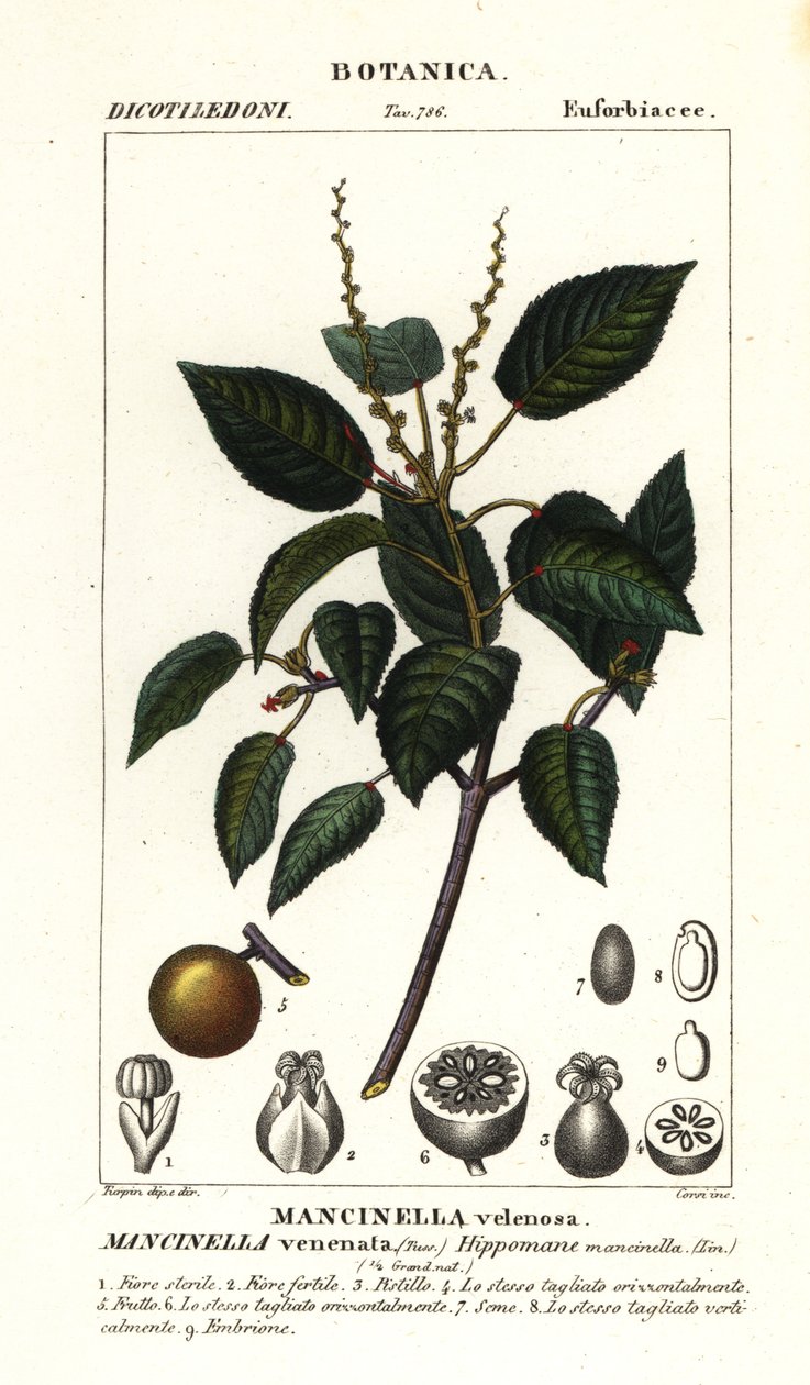 Manchineel o pomer de platja, finlandès Hippomane mancinella tekijältä Stanghi Stanghi