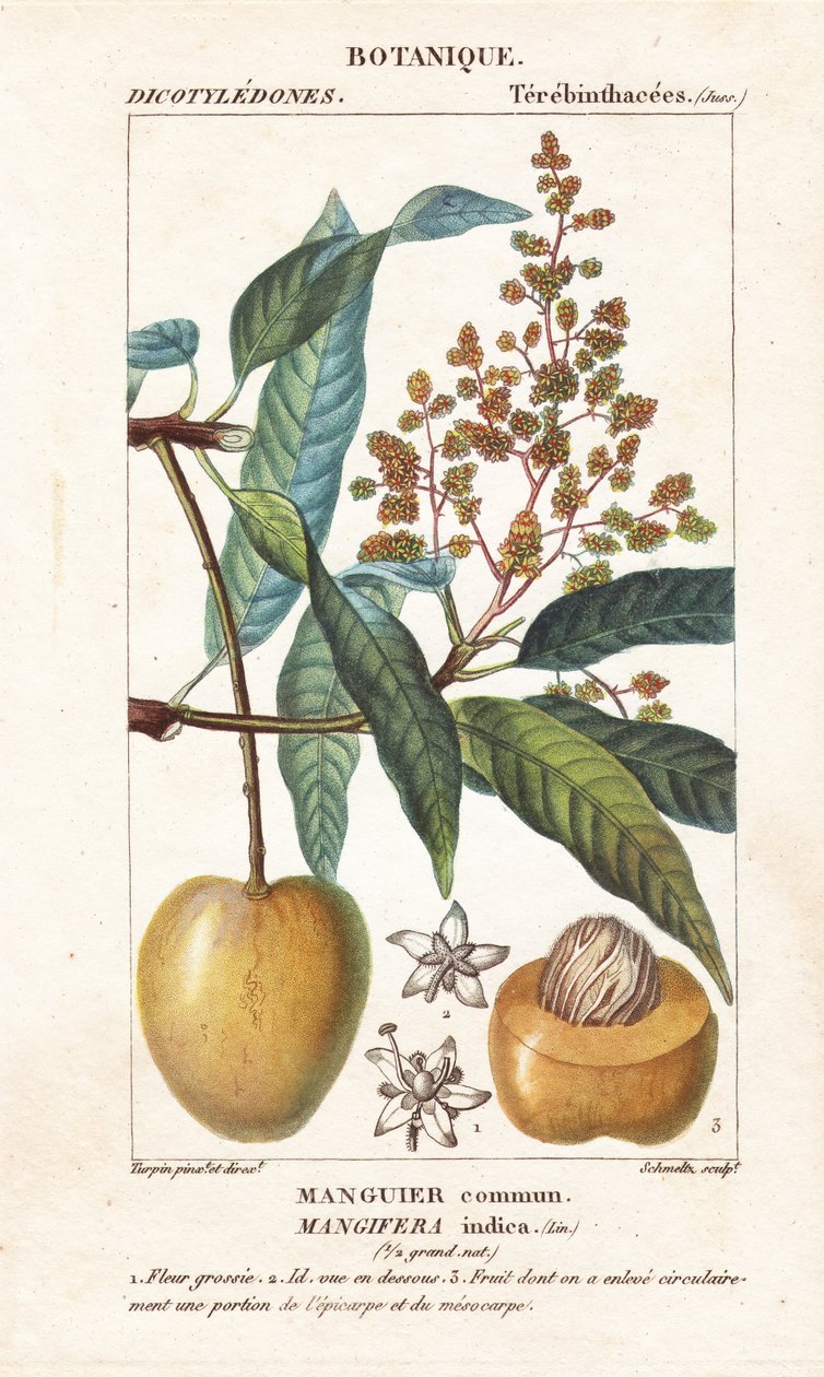 Mango hedelmä ja leike, Mangifera indica tekijältä Stanghi Stanghi