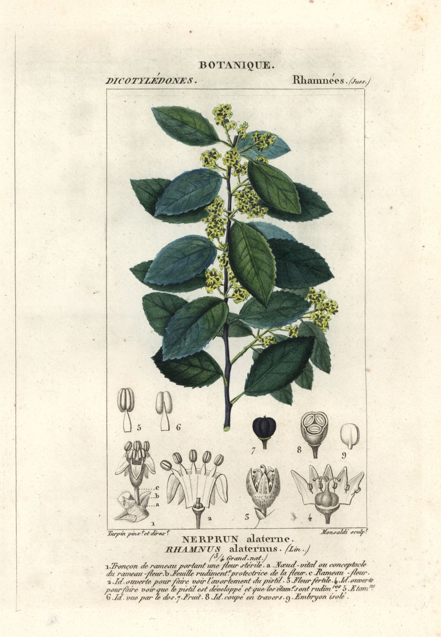 Välimeren tyrni, Rhamnus alaternus tekijältä Stanghi Stanghi