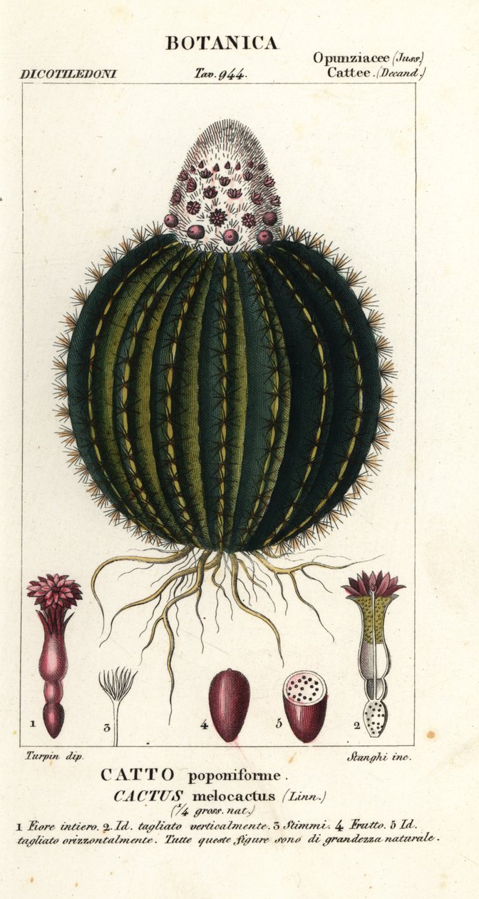 Melonikaktus, Melocactus caroli-linnaei tekijältä Stanghi Stanghi