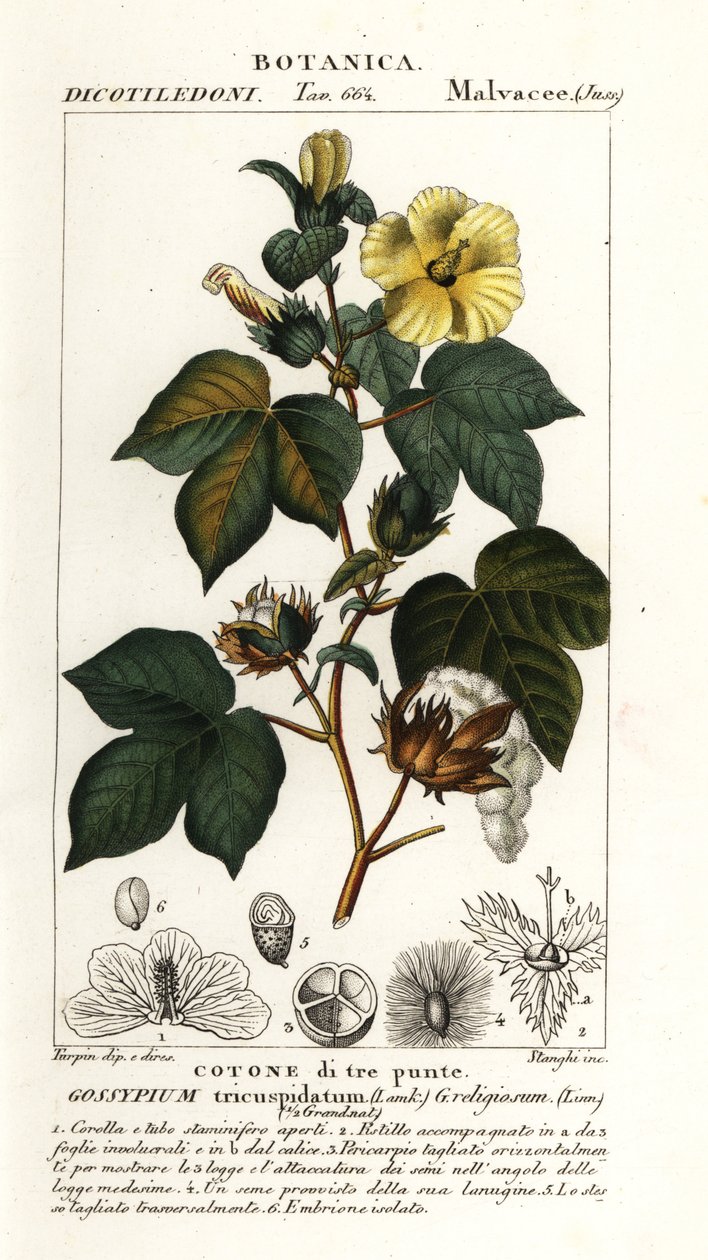 Meksikolainen puuvilla, Gossypium hirsutum tekijältä Stanghi Stanghi