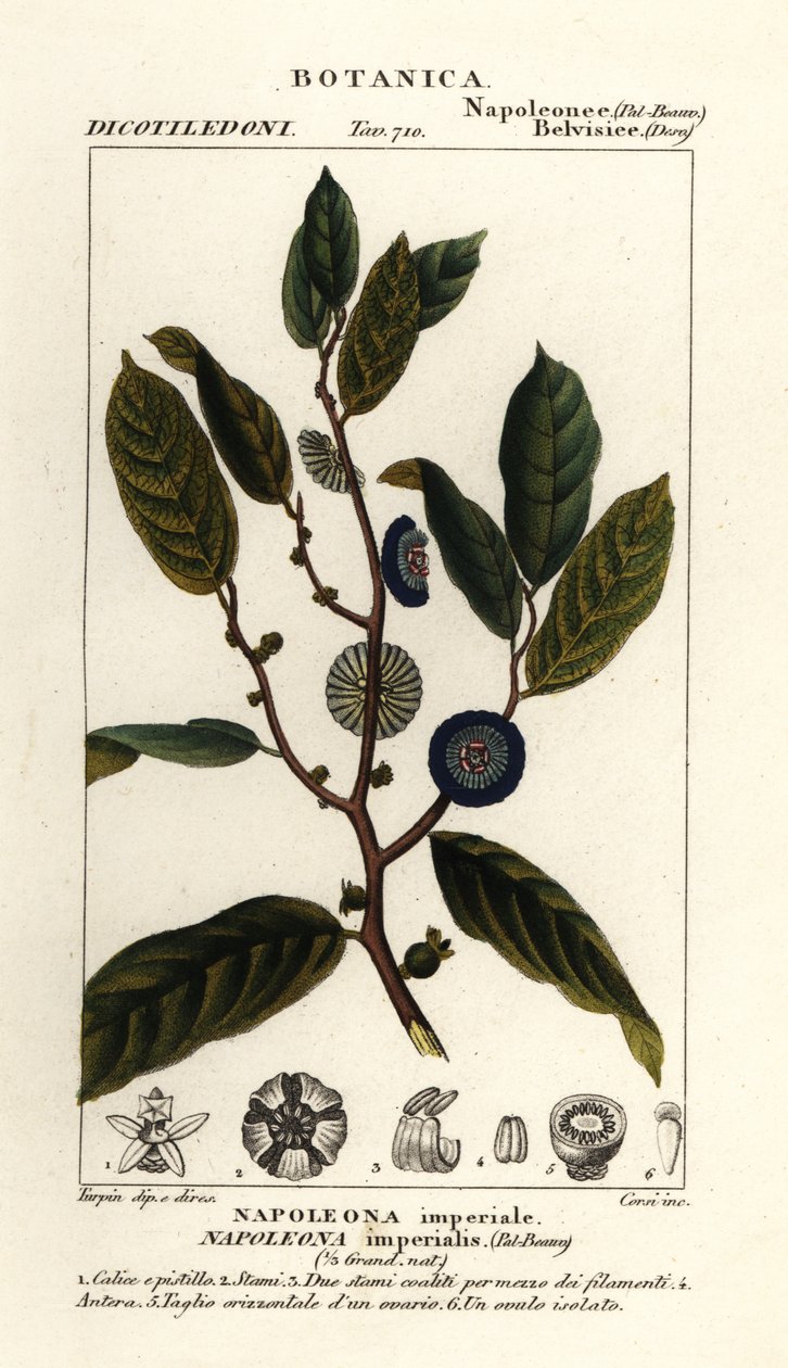 Napoleonaea imperialis tekijältä Stanghi Stanghi