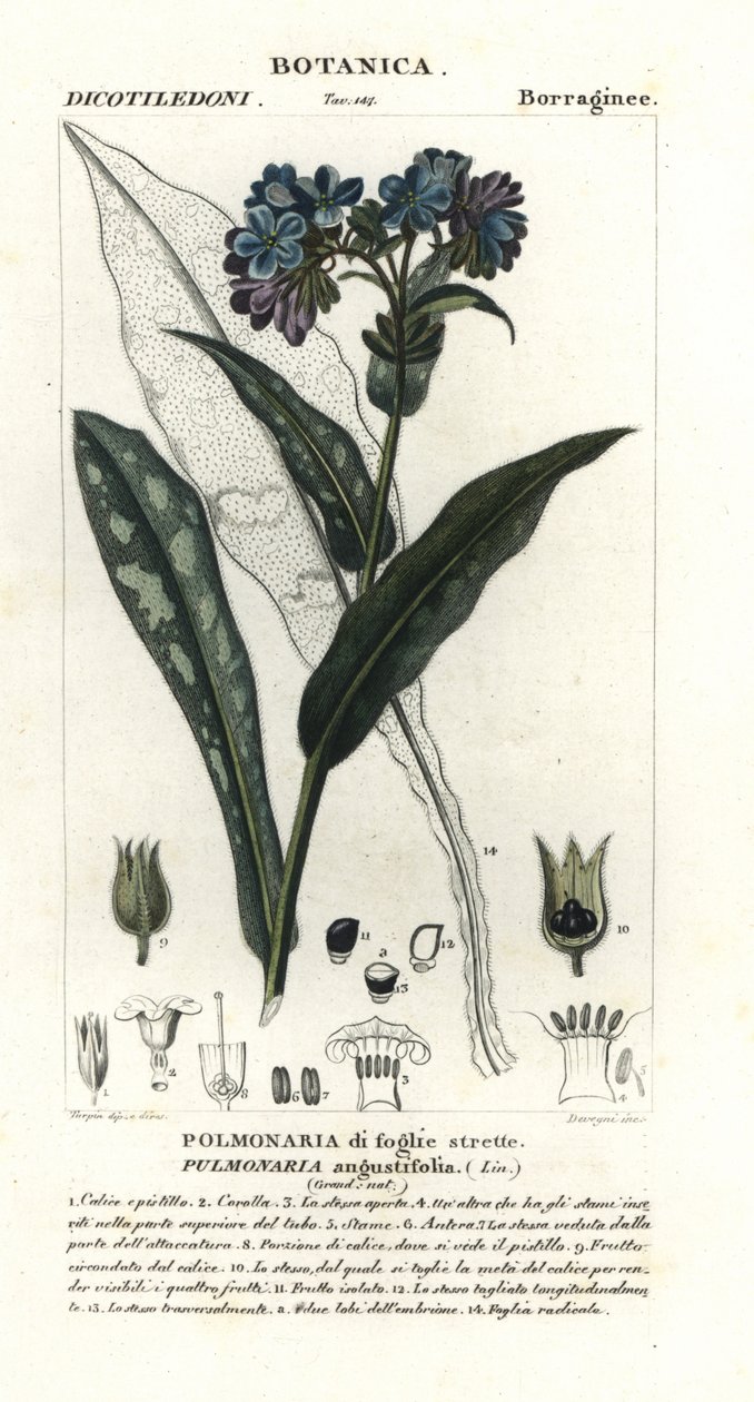 Pulmonaria de fulla estreta, Pulmonaria angustifolia finlandesa tekijältä Stanghi Stanghi