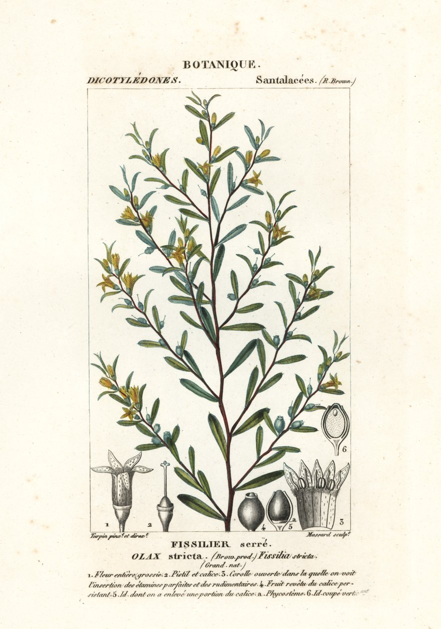 Olax stricta tekijältä Stanghi Stanghi