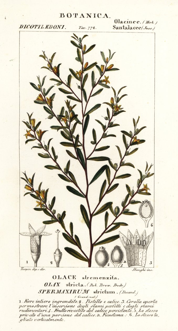 Olax stricta tekijältä Stanghi Stanghi