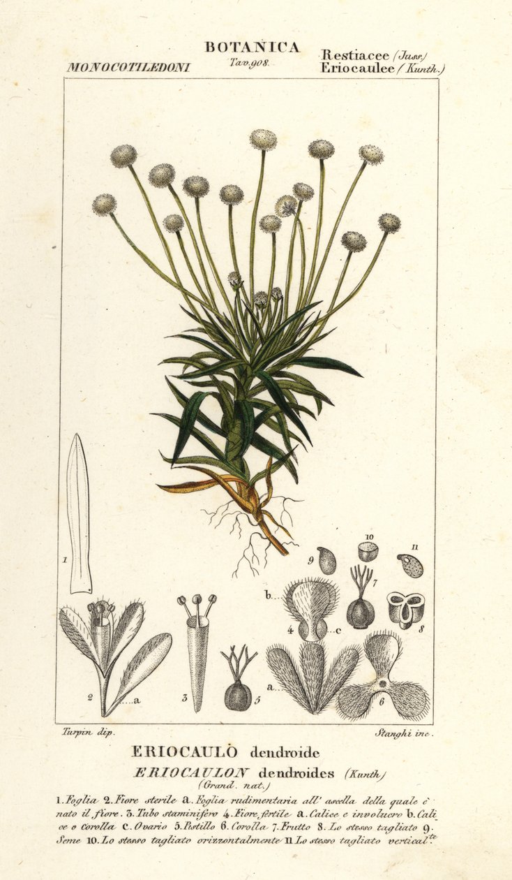 Pipewort, Paepalanthus dendroides tekijältä Stanghi Stanghi