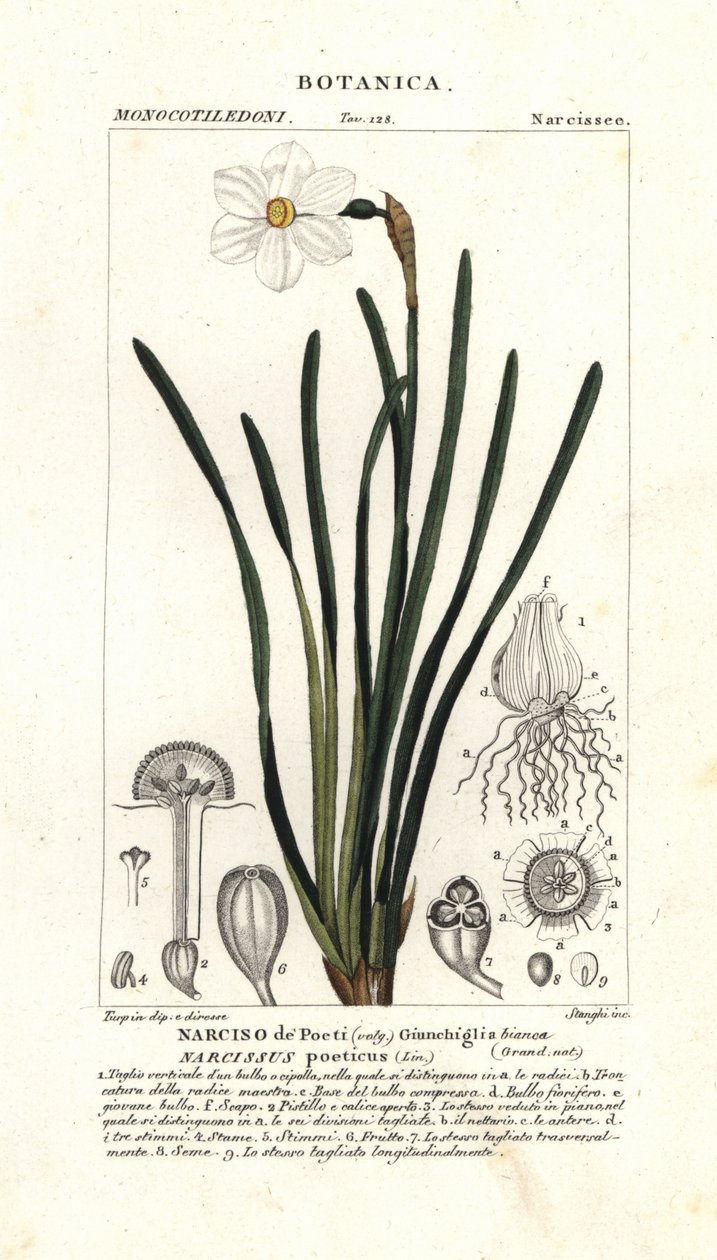 Runoilijan narsissi, Narcissus poeticus tekijältä Stanghi Stanghi